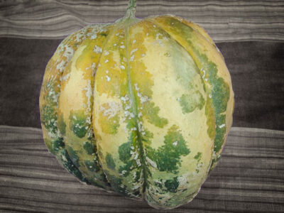 The Algerian Melon: An Heirloom Luxury from Ancient Times Image